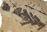Fossil Plant (Chamaecyparis) Plate - McAbee, BC #248794-1